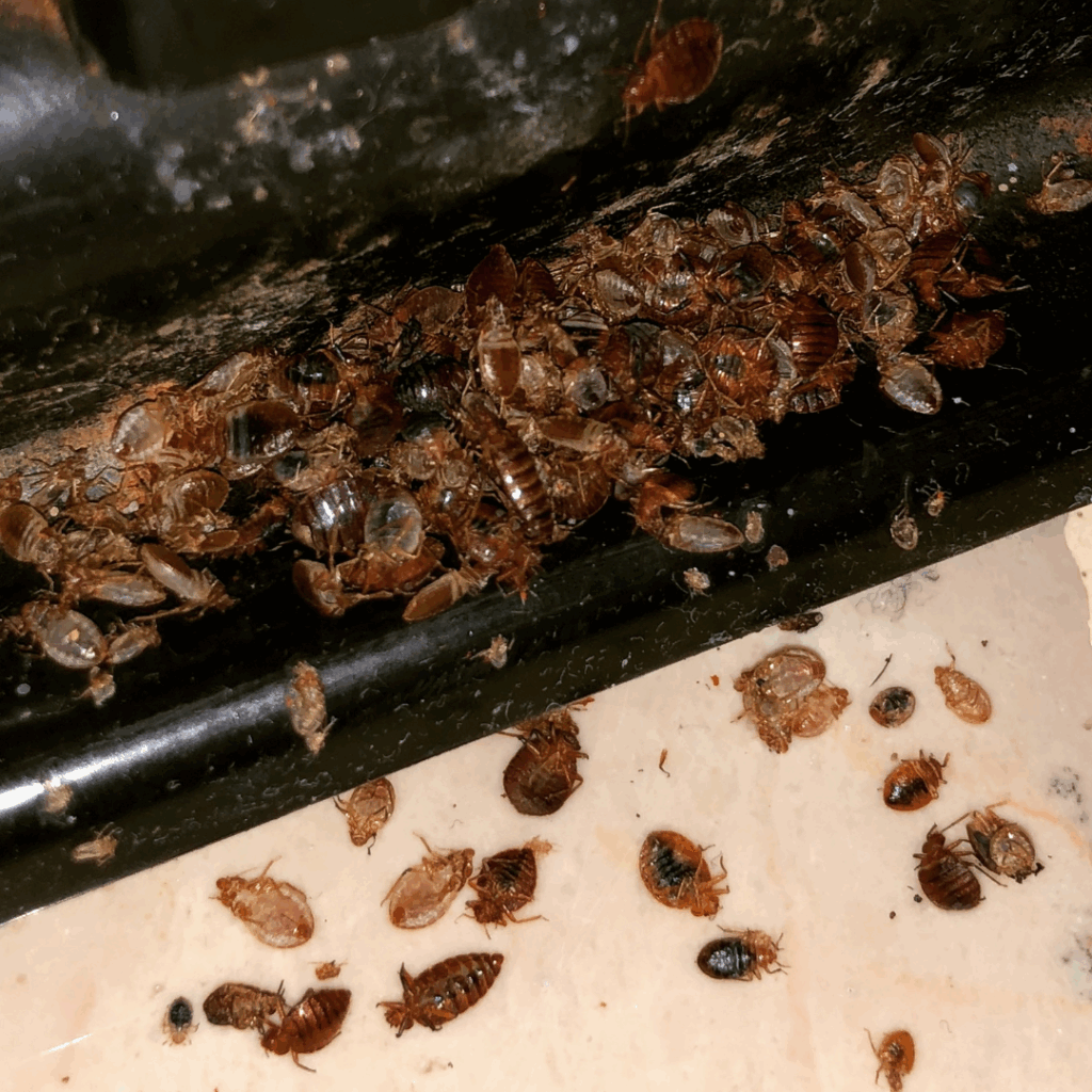Bedbugs Pest Control Services