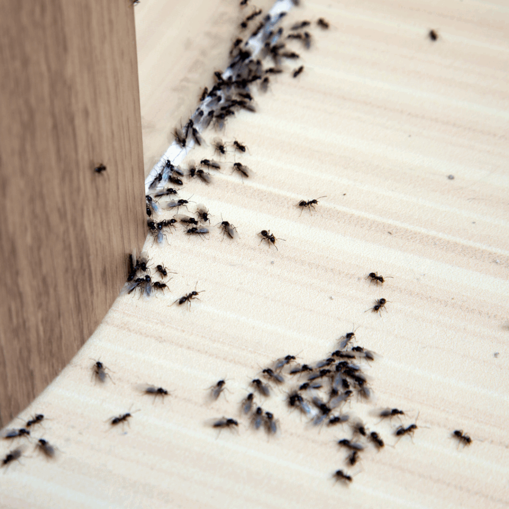 Ants Pest Control Services